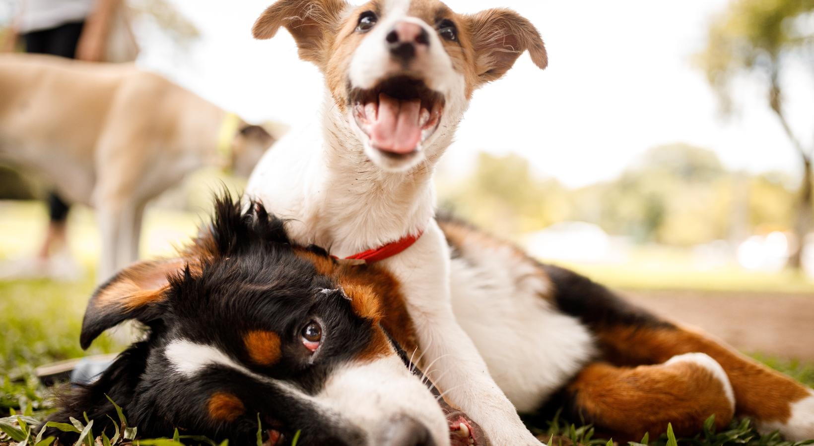 We love our furry friends a couple of dogs lying on the ground