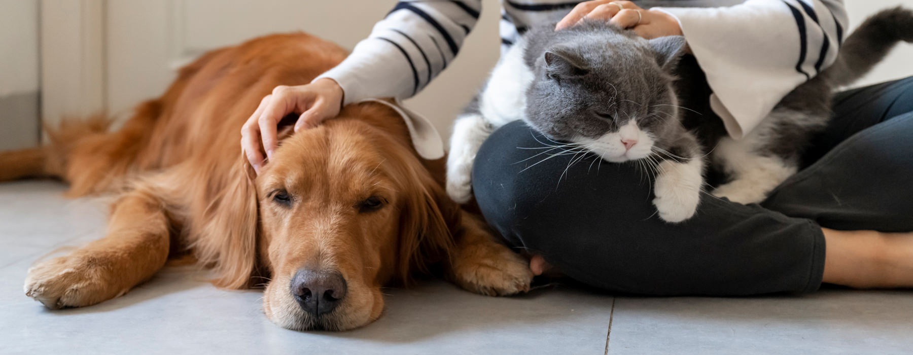 a woman petting her dog and cat