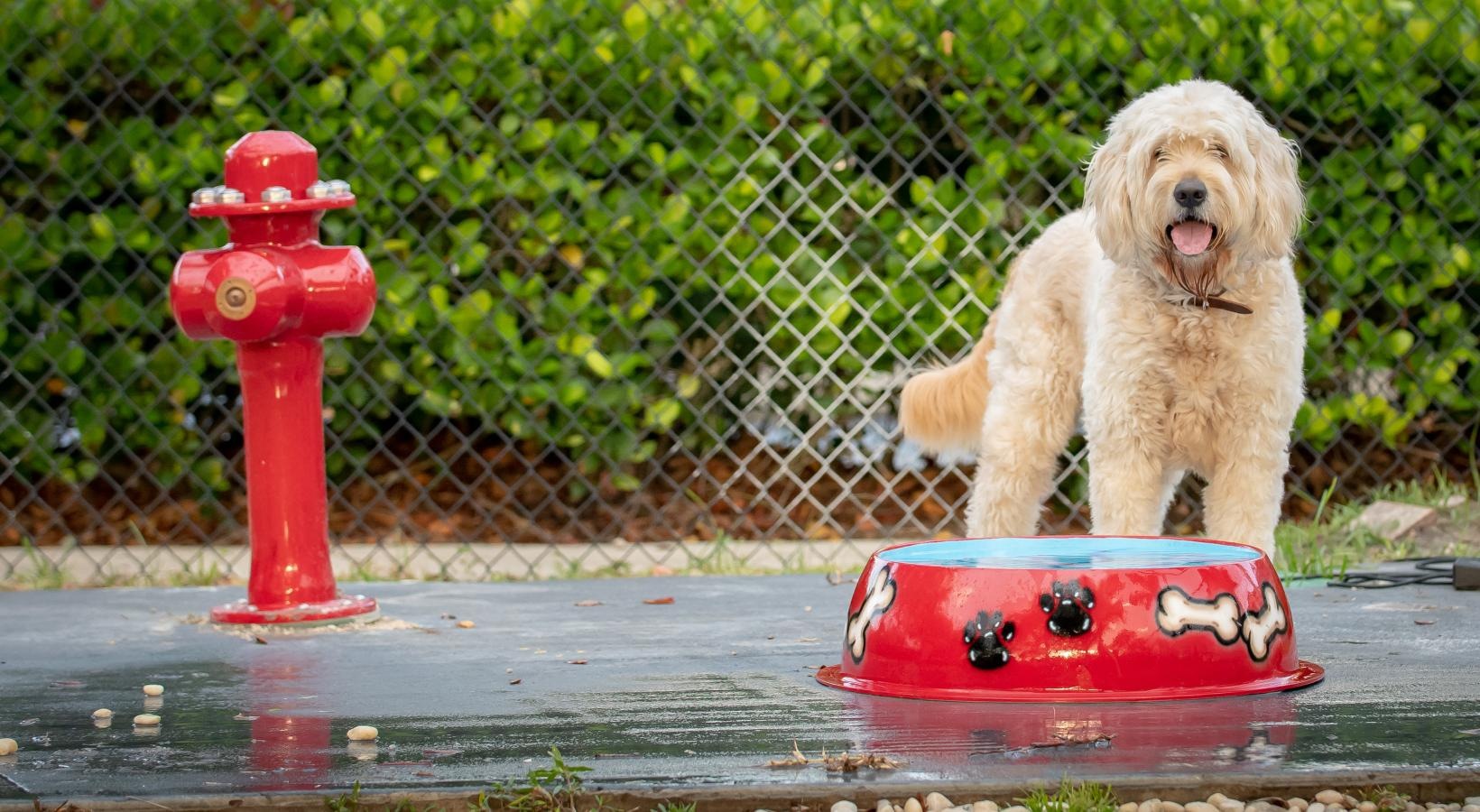 The Sophia at Abacoa is a pet-friendly community! a dog standing on a red fire hydrant