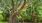 a tree with many branches