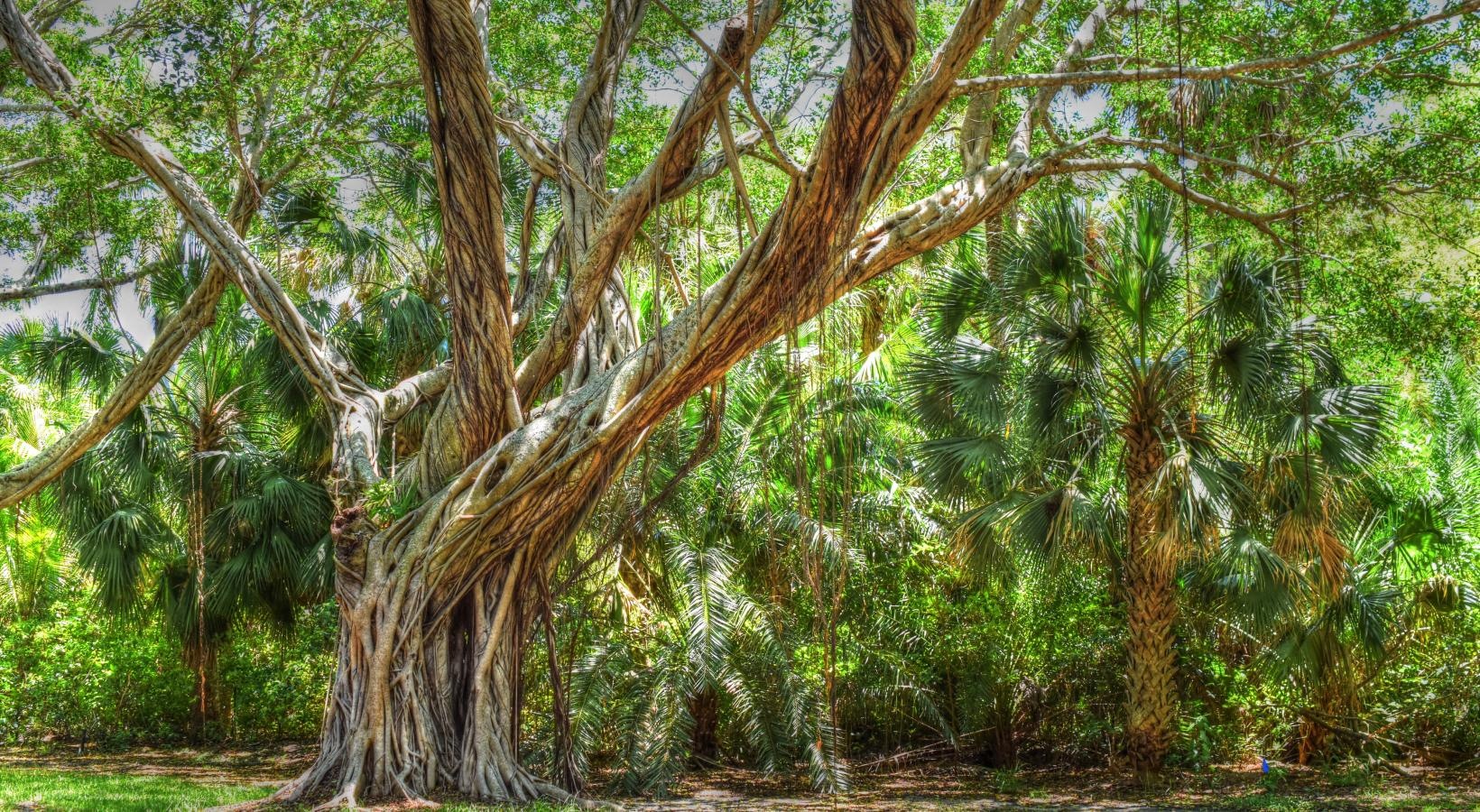 Find your perfect fit at The Sophia at Abacoa a tree with many branches