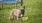a dog running in the grass